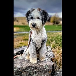 Bernedoodle, Goldendoodle, Poodle, and Sheepadoodle All Grown Up from Kerr Kanine Ranch