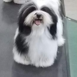 Havanese Puppies from SunWyst Havanese