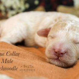 Blue collar - Parti male Schnoodle puppy in Plattsburgh, New York from Adirondack Poodles Goldendoodles,Bernedoodles & Schnoodles