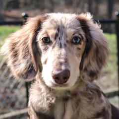 Parker - Dachshund