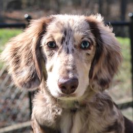 Parker - Dachshund