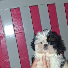 Girl 1 - Black and white female Shih Tzu puppy in Birmingham, Alabama from K&D kennels