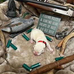 Labrador Retriever Puppies from Corey Shaylor's Labrador Retrievers