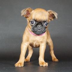 Pink collar girl - Red female Brussels Griffon puppy in Florida from Robin’s Griffons