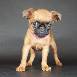 Pink collar girl - Red female Brussels Griffon puppy in Florida from Robin’s Griffons