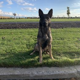 German Shepherd All Grown Up from Vom Stainherz kennels