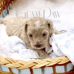 Max - Apricot male Maltipoo puppy in Spring, Texas from GlamPaw Maltipoos