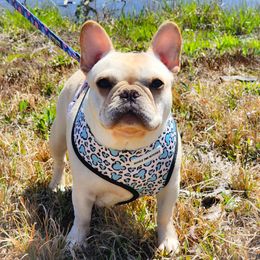 French Bulldog Puppies from Rippling Brook French Bulldogs