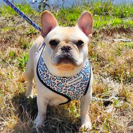 French Bulldog Puppies from Rippling Brook French Bulldogs