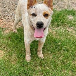 Dare - Australian Cattle Dog