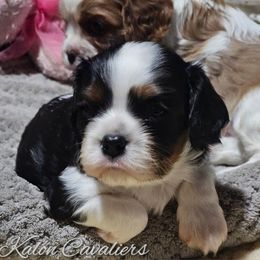 Uno - Tri-color male Cavalier King Charles Spaniel puppy in Tyler, Texas from Kalon Cavaliers