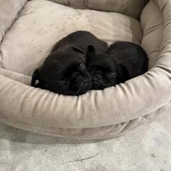 Brussels Griffon Puppies from Butler Brussels Griffon