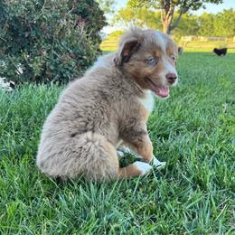 Boy 3 - Red merle male Miniature Australian Shepherd puppy in Amarillo, Texas from Duclops Ranch Aussies