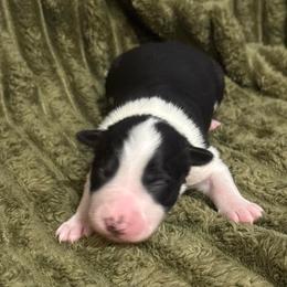 Mitzi - Black and white female Border Collie puppy in Mckinney, Texas from Border Collies of Ruidoso
