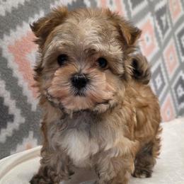 Honey - Gold male Morkie puppy in Monticello, Iowa from Ashley’s Puppies