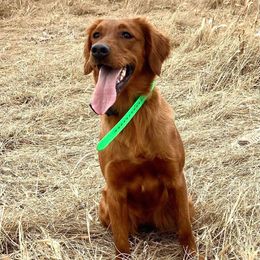 Taylor - Golden Retriever