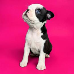 AKC Tootsie - Black brindle and white female Boston Terrier puppy in Galena, Kansas from RottNBostons
