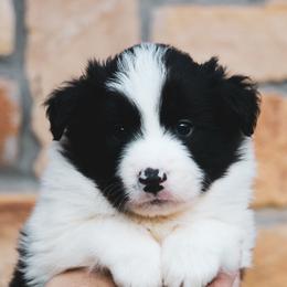 Milkyway - Black male Border Collie puppy in Dallas, Texas from Effervescent Border Collies