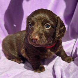 Java - Chocolate male Dachshund puppy in Tucson, Arizona from Joplin's Hippo House