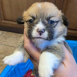 Girl 1 - Red female Pembroke Welsh Corgi puppy in Middleburg, Florida from Mulkeys Little Corgis