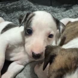 Champagne - White and fawn brindle female Whippet puppy in Winter Garden, Florida from Infinity Whippets
