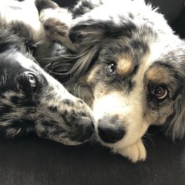 Miniature Australian Shepherds from 392 Farms