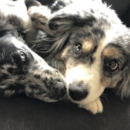 Miniature Australian Shepherds from 392 Farms