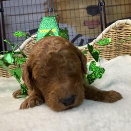 Gray - Chocolate male Goldendoodle puppy in Clermont, Florida from Da Ruba Doodles