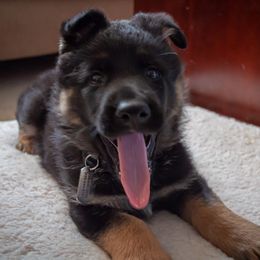 German Shepherd Puppies from Hutchens German Shepherds - Kennel and Training