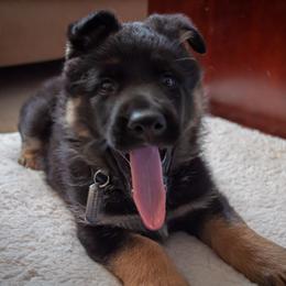 German Shepherd Puppies from Hutchens German Shepherds - Kennel and Training