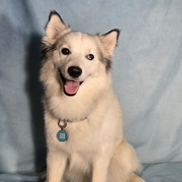 Bandit - Pomsky