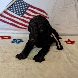 Poodle Puppies from Future Pioneers Farming