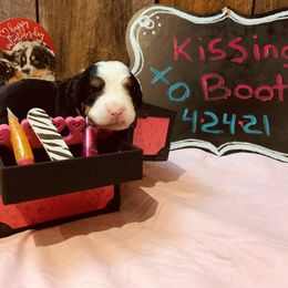 Bernese Mountain Dog Puppies from Stone Hill Farm