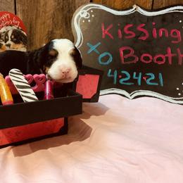 Bernese Mountain Dog Puppies from Stone Hill Farm