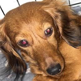 Dachshunds from Pyatts Doxies