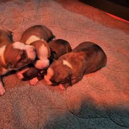Girl 2 - Red female American Staffordshire Terrier puppy in Springfield, Illinois from Prairieland Kennels