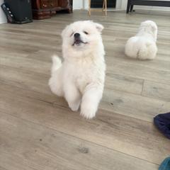 Puppy 2 - White male American Eskimo Dog puppy in Redlands, California from Arctic Storm Kennels