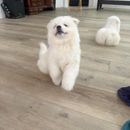 Puppy 2 - White male American Eskimo Dog puppy in Redlands, California from Arctic Storm Kennels