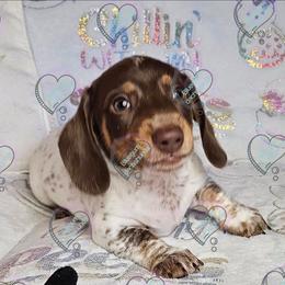 Beans - Piebald male Dachshund puppy in Herald, California from Bluegum Dachshunds