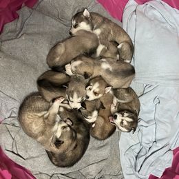 Alaskan Husky and Siberian Husky Puppies from Rice Breeders