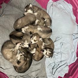 Alaskan Husky and Siberian Husky Puppies from Rice Breeders