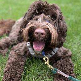 Pasta - Australian Labradoodle