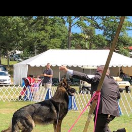 German Shepherd Puppies from Breton gsd