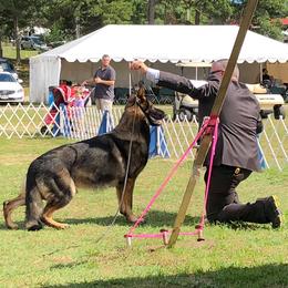 German Shepherd Puppies from Breton gsd