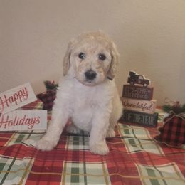 Grey boy - Cream male Labradoodle puppy in El Paso, Texas from My Cuddly Doodles
