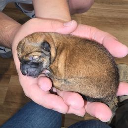 Temporarily named Buzz - Sesame male Shiba Inu puppy in Iowa from Pineapple Kennels