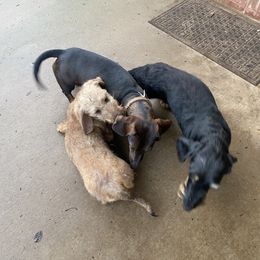 Dachshund and Leonberger Puppies from Smokey Mountain Leos and Black Forest WHD