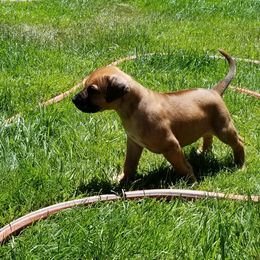 Rhodesian Ridgeback Puppies from Willowist Rhodesian Ridgebacks