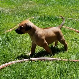 Rhodesian Ridgeback Puppies from Willowist Rhodesian Ridgebacks