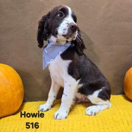 Boy 8 - Liver and white male English Springer Spaniel puppy in Potosi, Wisconsin from Point and Flush Gun Dogs